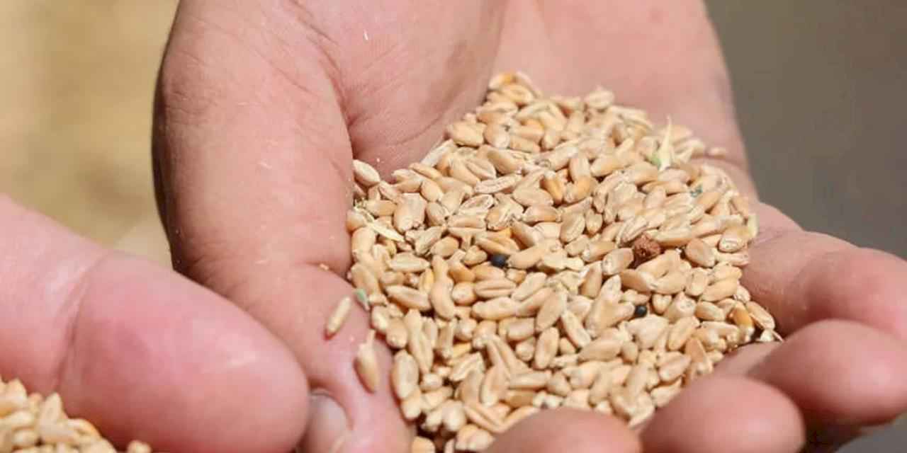 Antalya’da Halk Ekmek için buğday hasadı başladı