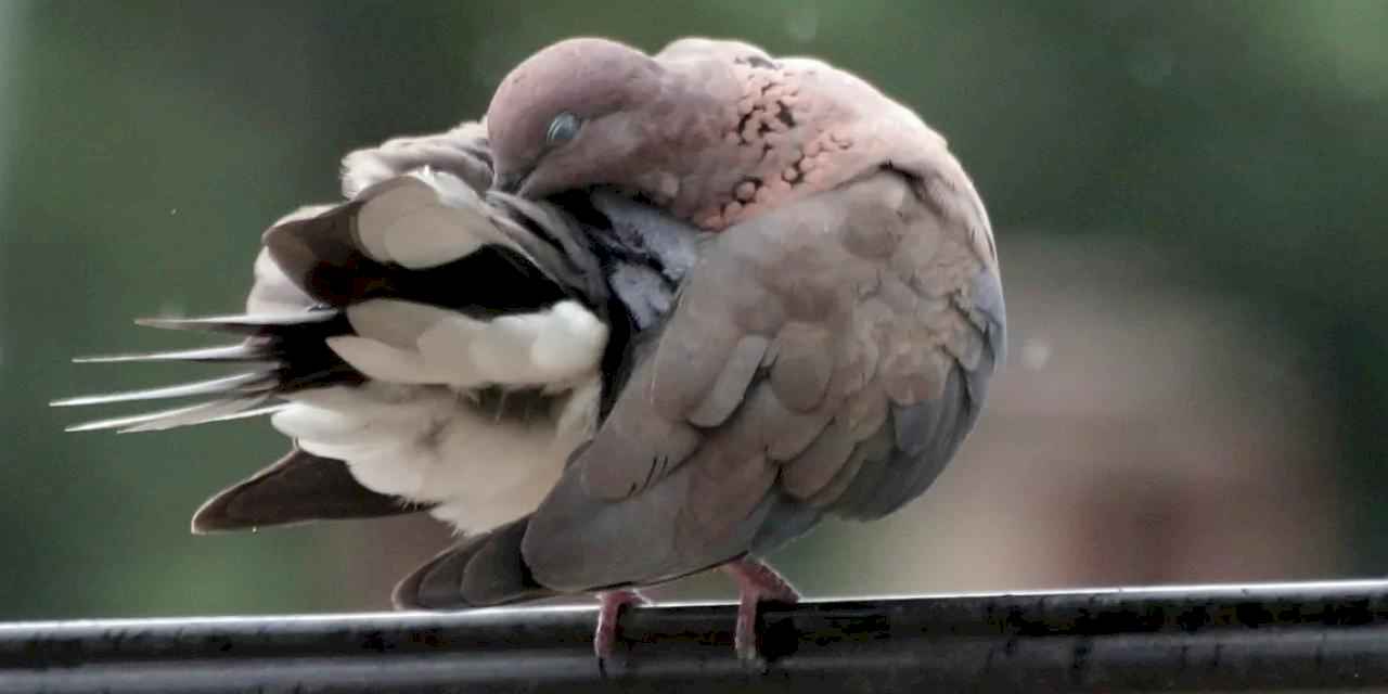 Bursa Yenişehir’de kuşların banyo keyfi