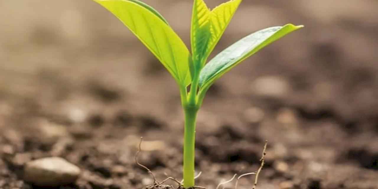 BUSADER’den ağaçlandırma hamlesi: 50 bin fidan için kollar sıvandı