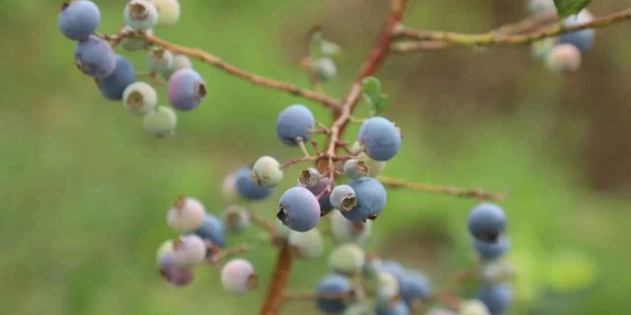 Ordu’da mavi yemiş üretimi büyüyor: Kilogramı 500 TL’den alıcı buluyor