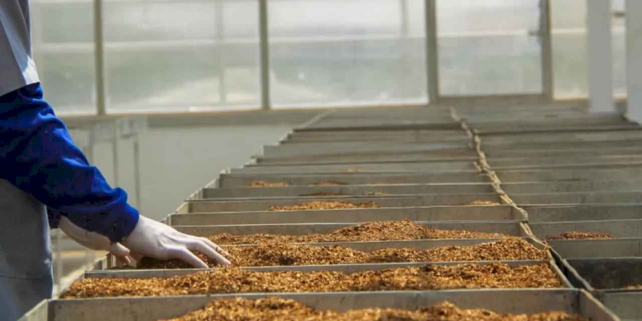 Tütün mamulleri üretim ve ticaretine yeni ayar