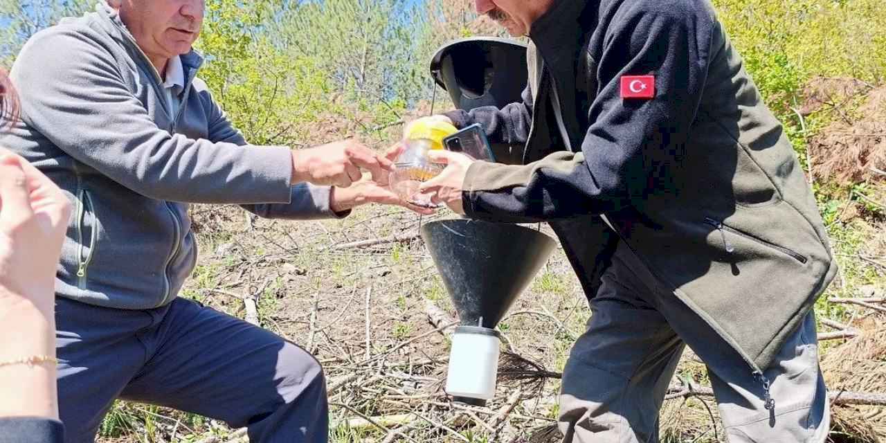Bursa’da kabuk böceklerine karşı biyolojik mücadele başladı