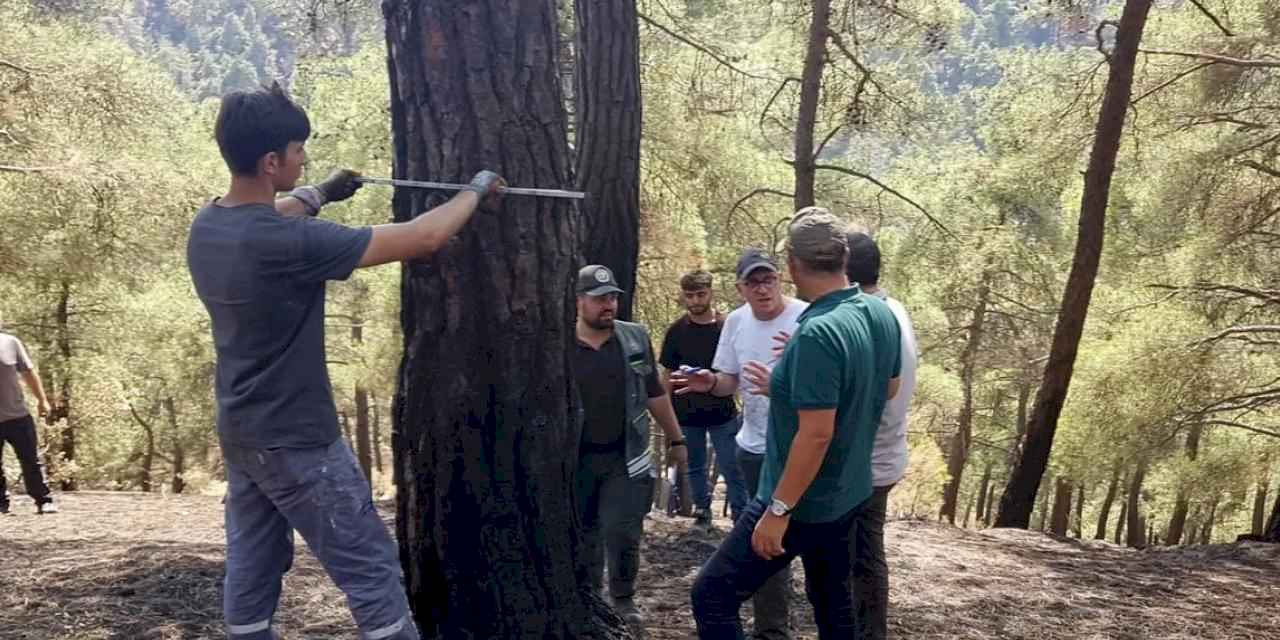 Bursa’da yangınzede ormanlar yeniden yeşertiliyor