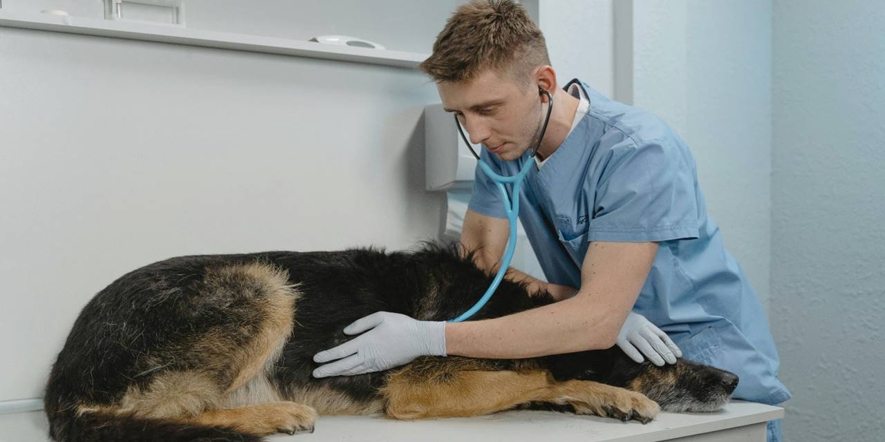 Kadıköy Veteriner Tavsiyeleri: En İyi Klinikler Hangileri?