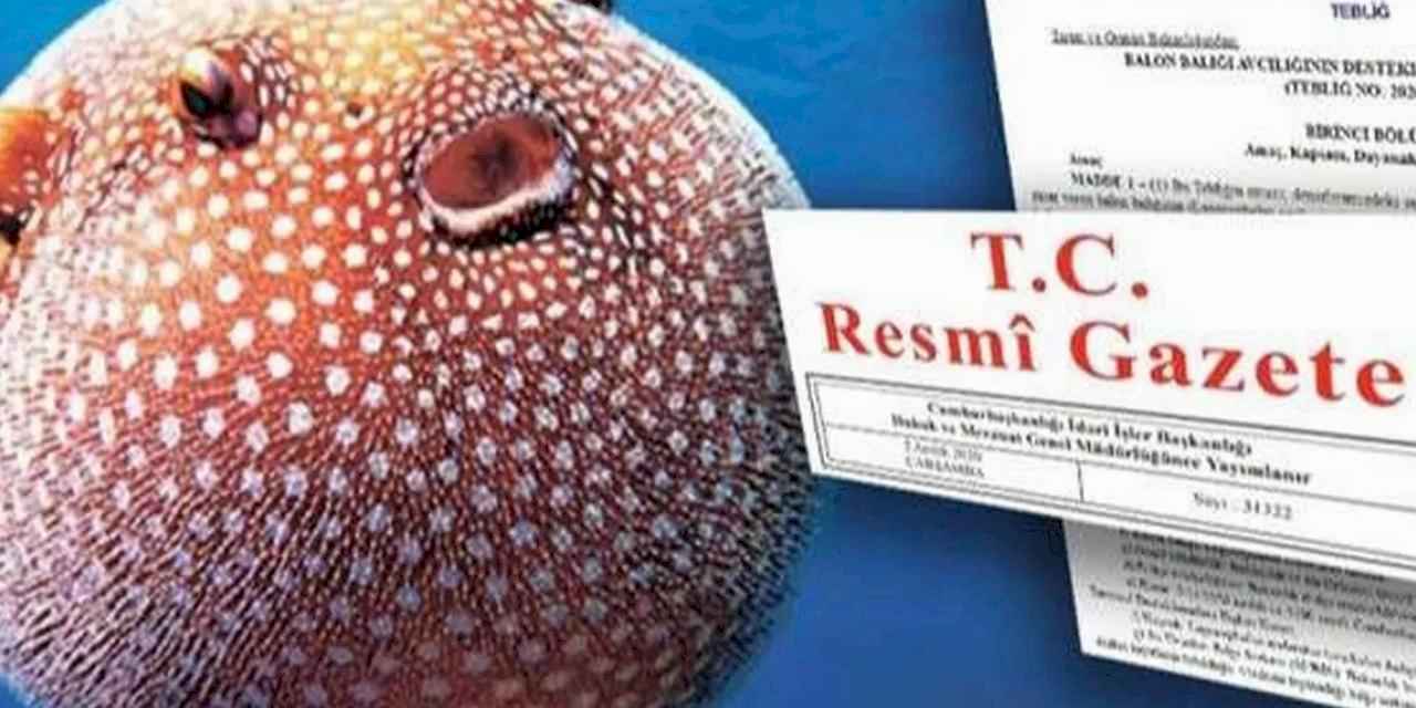 Balon balığı avcılığına yeni destek... Ödemeler artıyor!