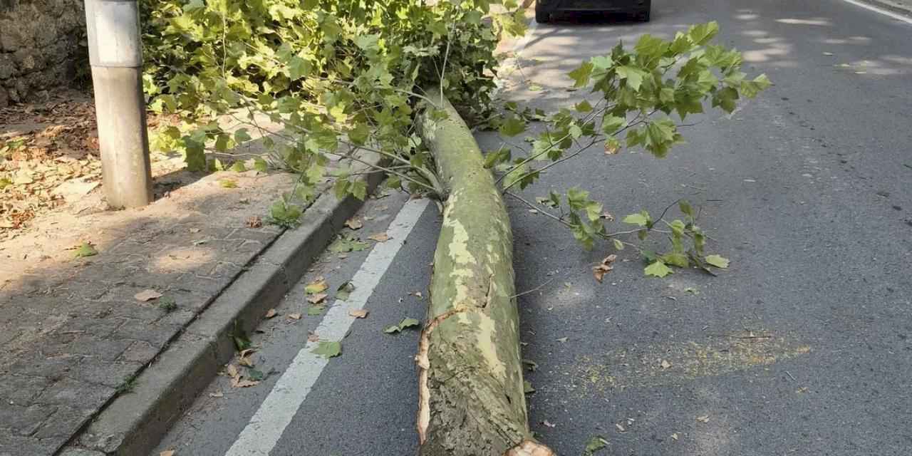 İstanbul'da 58 ağaç devrildi, 6 araç hasar gördü... Dikkat! Bu gecede etkili olacak