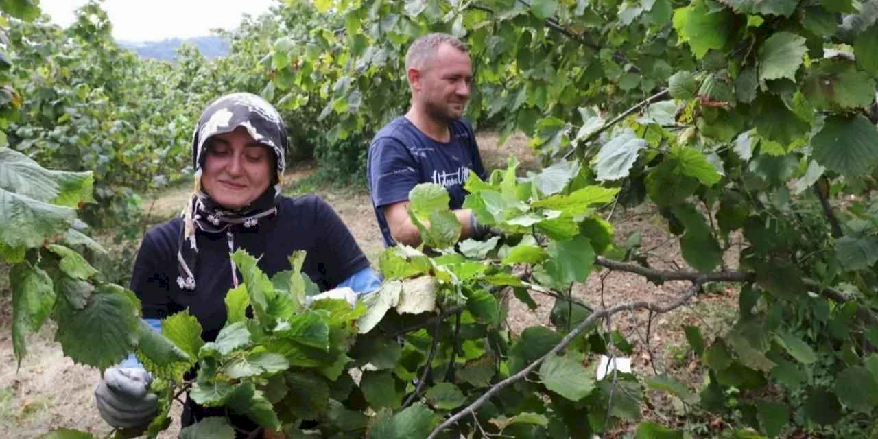 Fındık ekmek kapısı oluyor