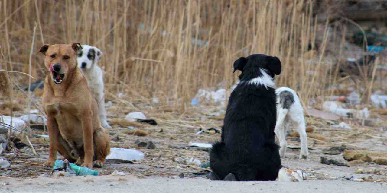 Türkiye'de 6.5 milyon sahipsiz köpek var!