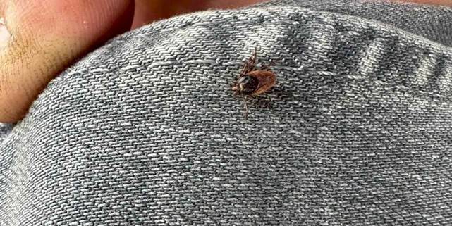 Adıyaman'da korkutan kene görüntülendi