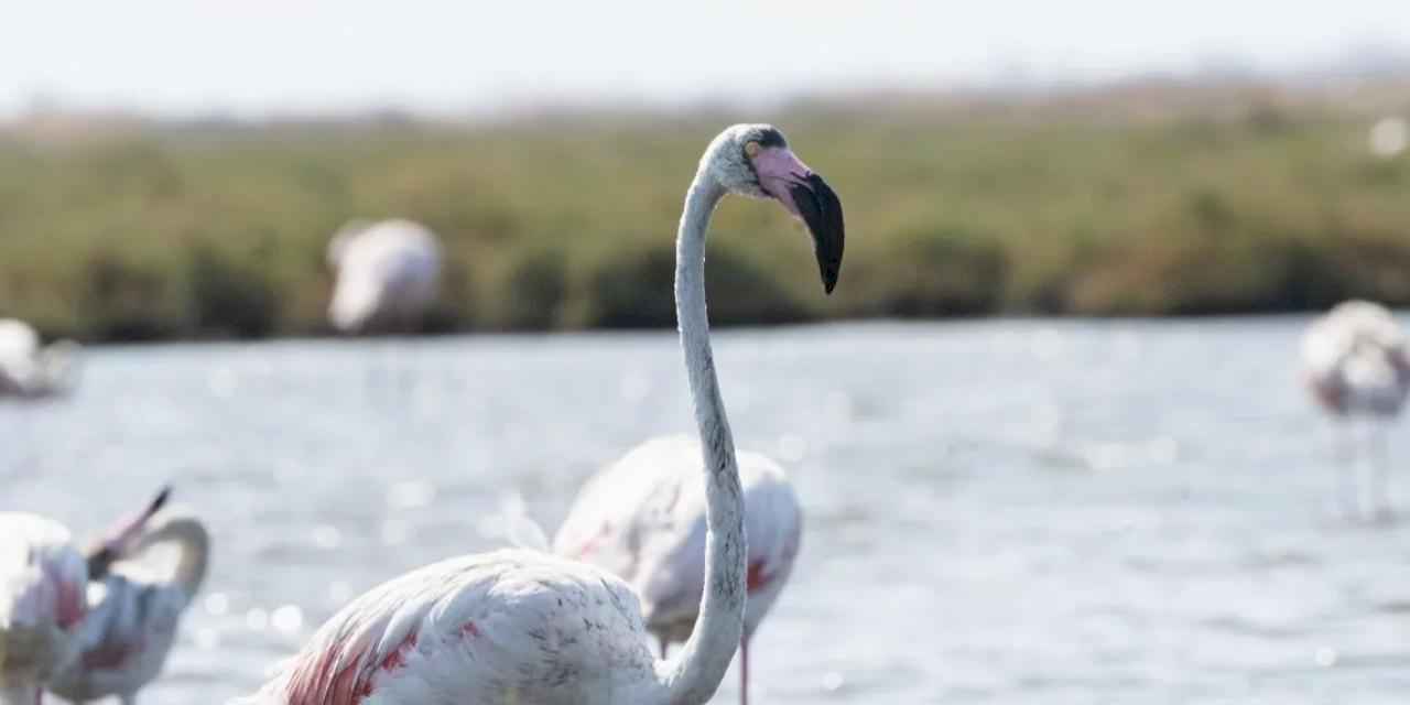 İzmir'de 'Flamingo Yolu' turları yeniden başladı