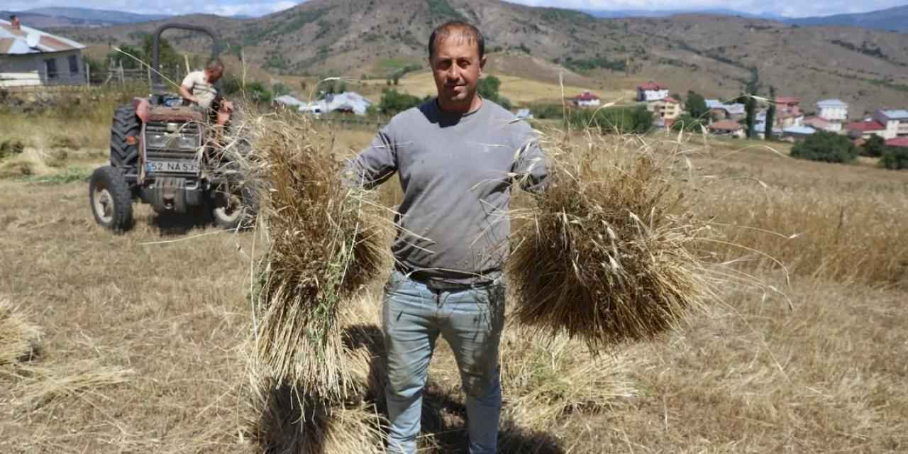 Ordu’da siyez buğdayı üretimi yüzde 1500 arttı