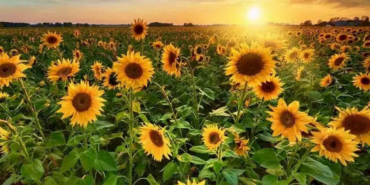 Karacabey Tarım İşletmesi’nden 1,75 milyon kg yağlık ayçiçeği ihalesi!