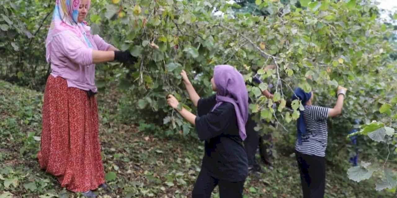 ‘Fındık Dalda Aklın İşçide Kalmasın’ projesi 6. yılında