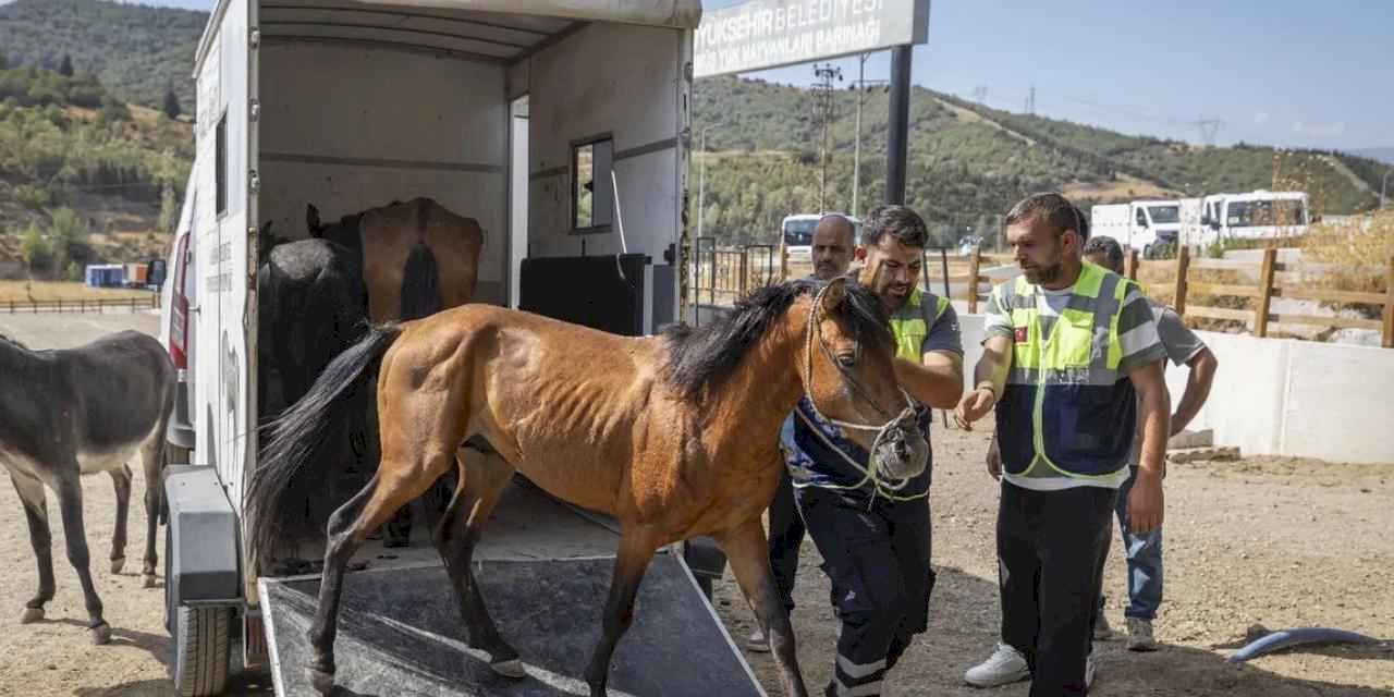 İzmir Buca'da aç ve susuz bırakılan atlar artık güvende