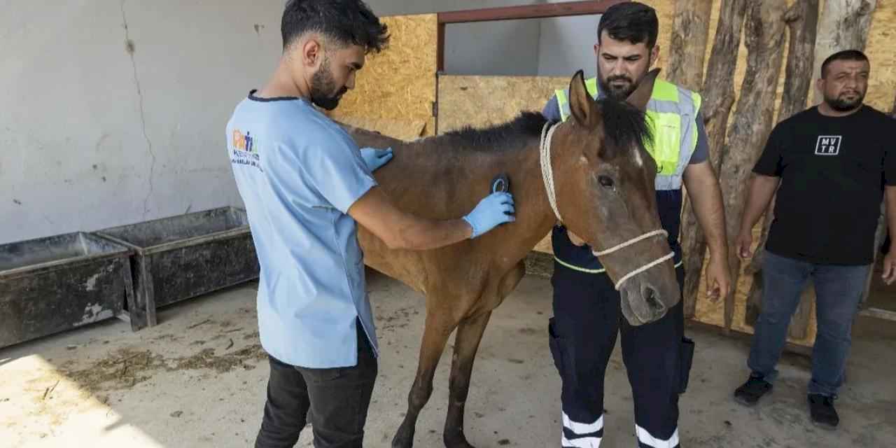 İzmir Buca’da terk edilen atlar Pako’da güvenli yaşama kavuştu