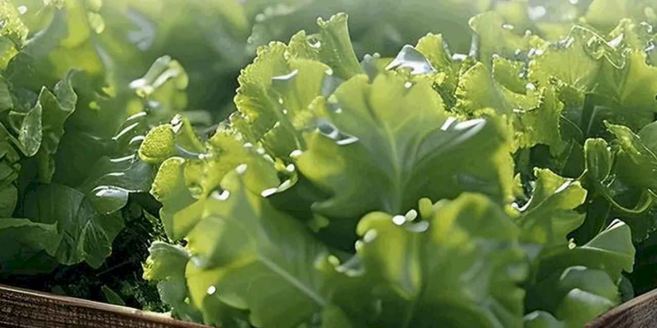 Balıkesir’de çiftçiye yüzde 75 katkılı marul fidesi desteği