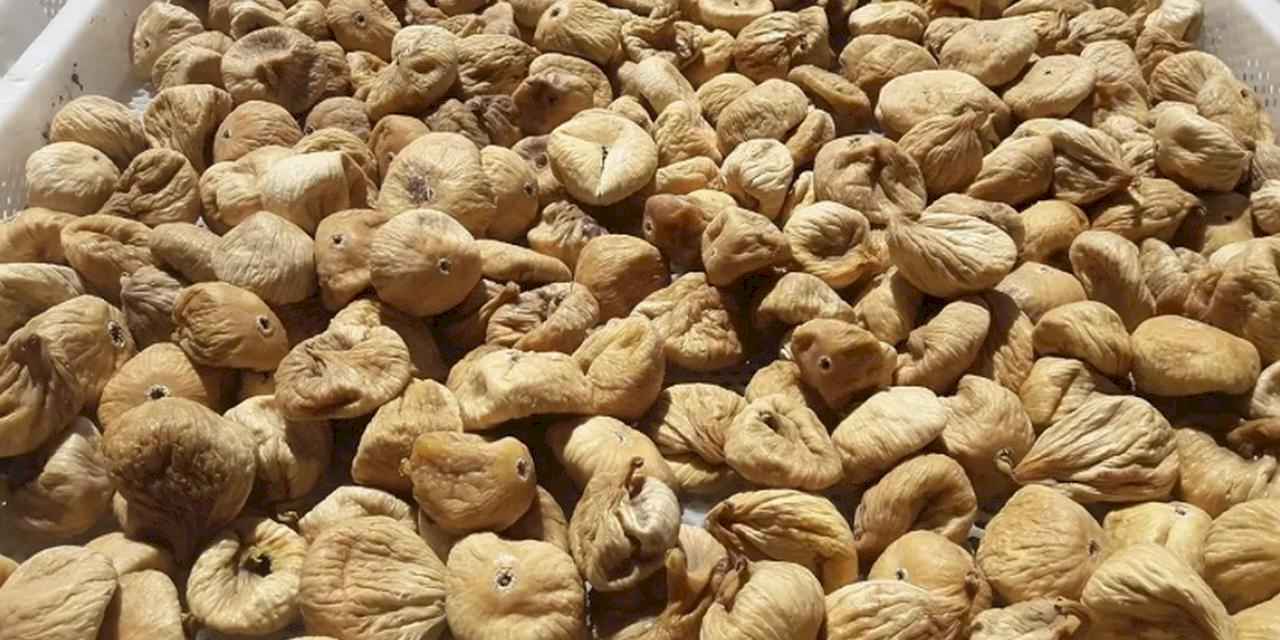 Kuru incirde üreticilere 19 bin kerevet dağıtıldı