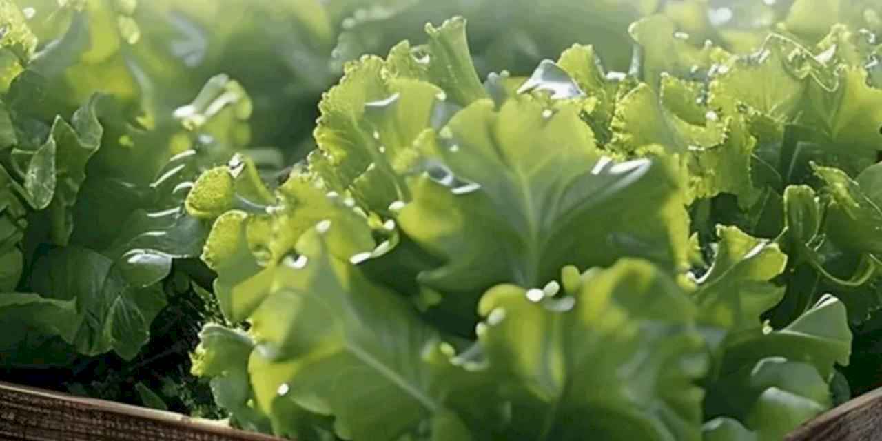 Balıkesir Büyükşehir'den çiftçiye marul desteği