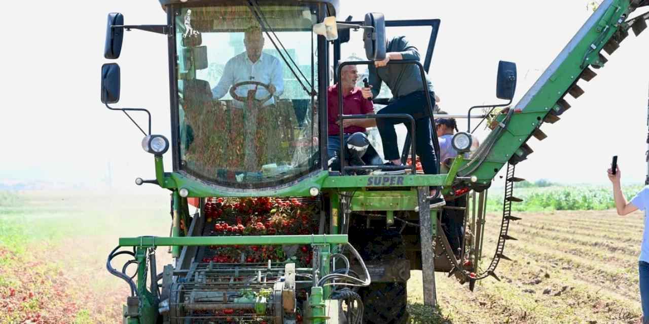 Domates deposu 'verimli ova' Karacabey'de hasat sürüyor