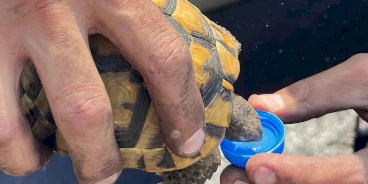 Kocaeli'de alevlerin ortasında bir damla hayat... İtfaiye'den kaplumbağaya uzatılan su yürekleri ısıttı