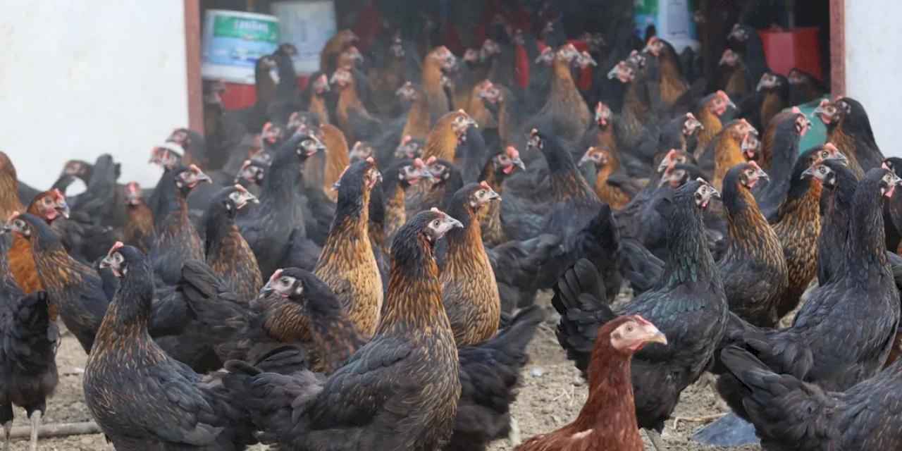 Kocaeli’de tavukçuluğa büyük destek: 16 bin tavuk üreticiyle buluştu