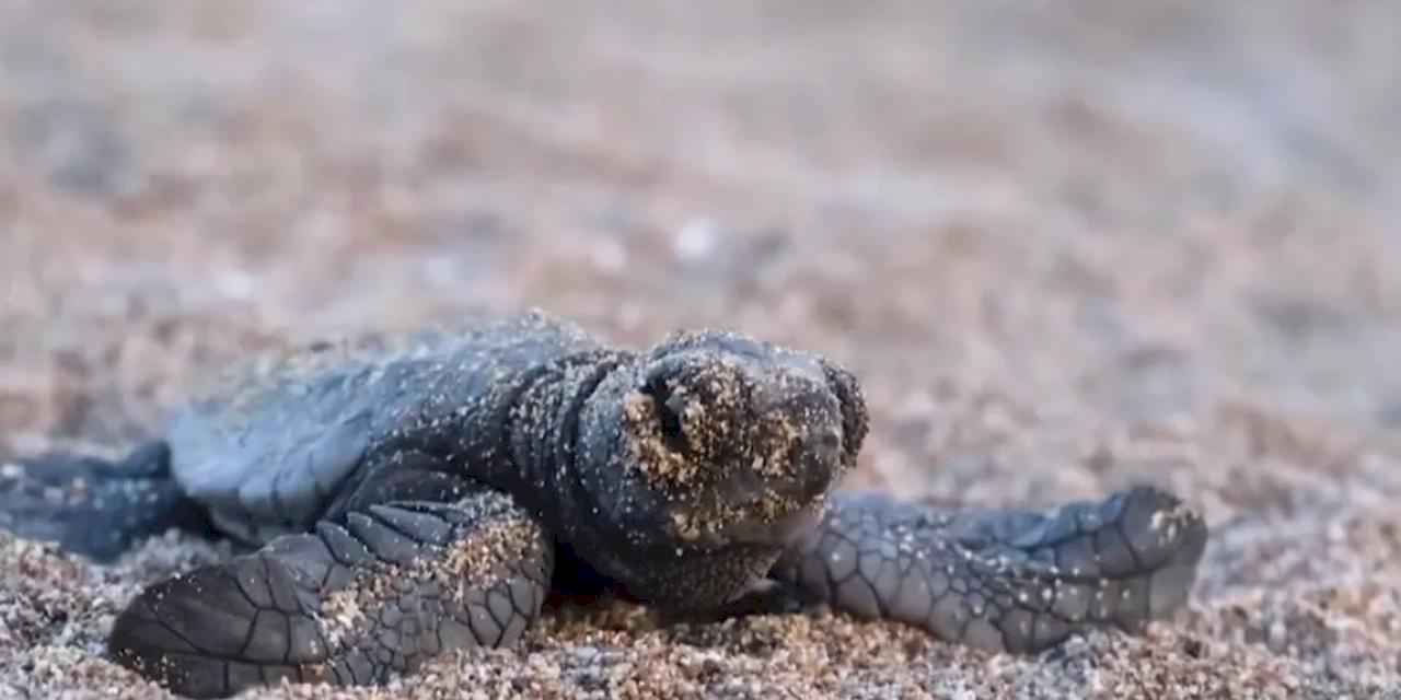 40 bin 285 yavru deniz kaplumbağası denize ulaştı