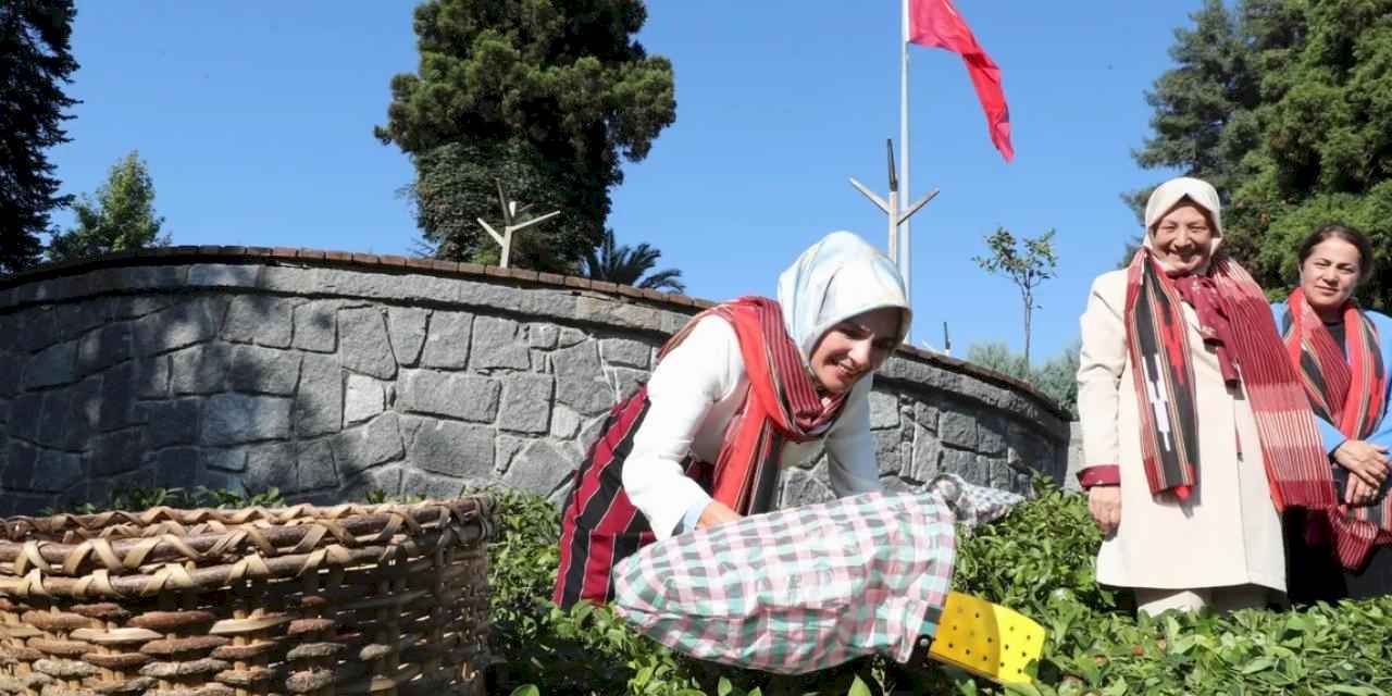 Bakan Göktaş yöresel kıyafetlerle Rize'de çay hasat etti