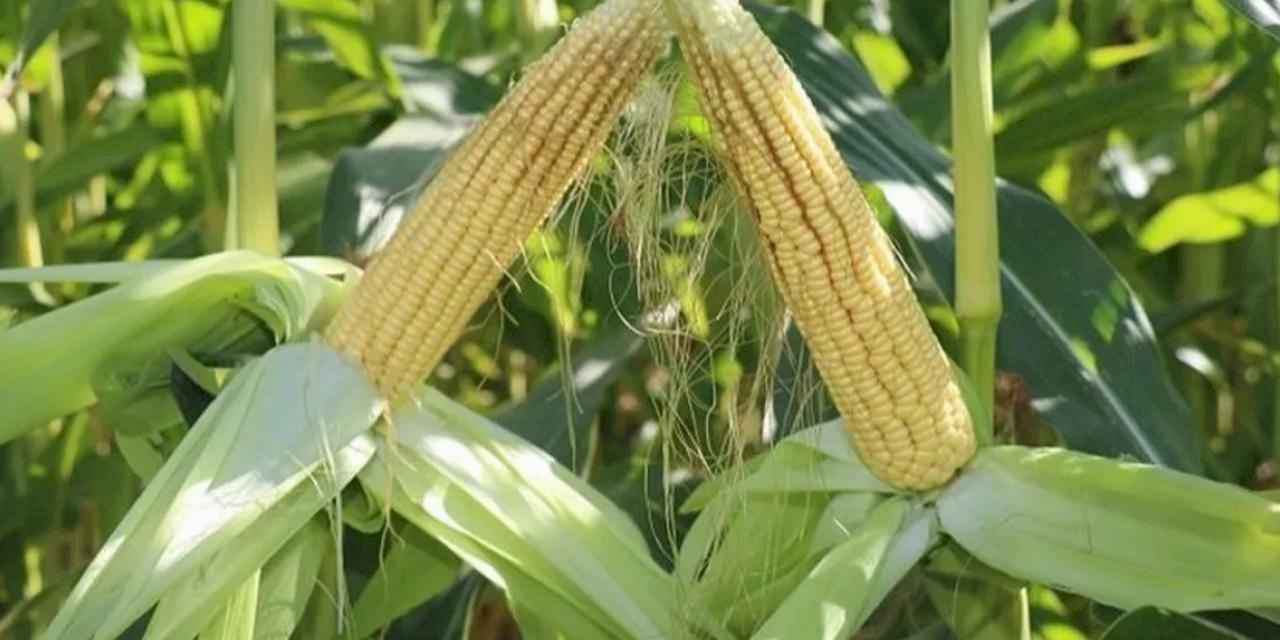 TİGEM’den 4 bin 500 ton silajlık mısır ihalesi