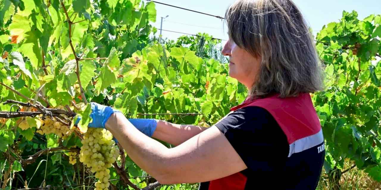 İzmir üzüm bağlarında hasat öncesi pestisit denetimi