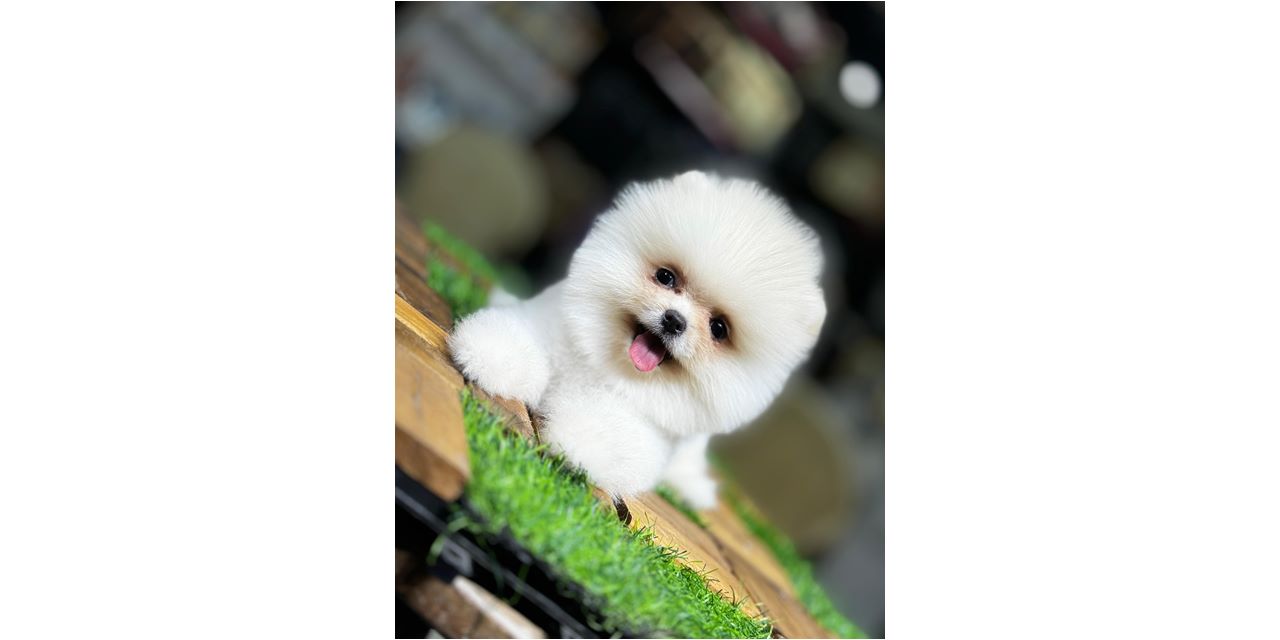 Pomeranian Boo Beyaz – Minik Dostların En Nadir ve Göz Alıcı Hali
