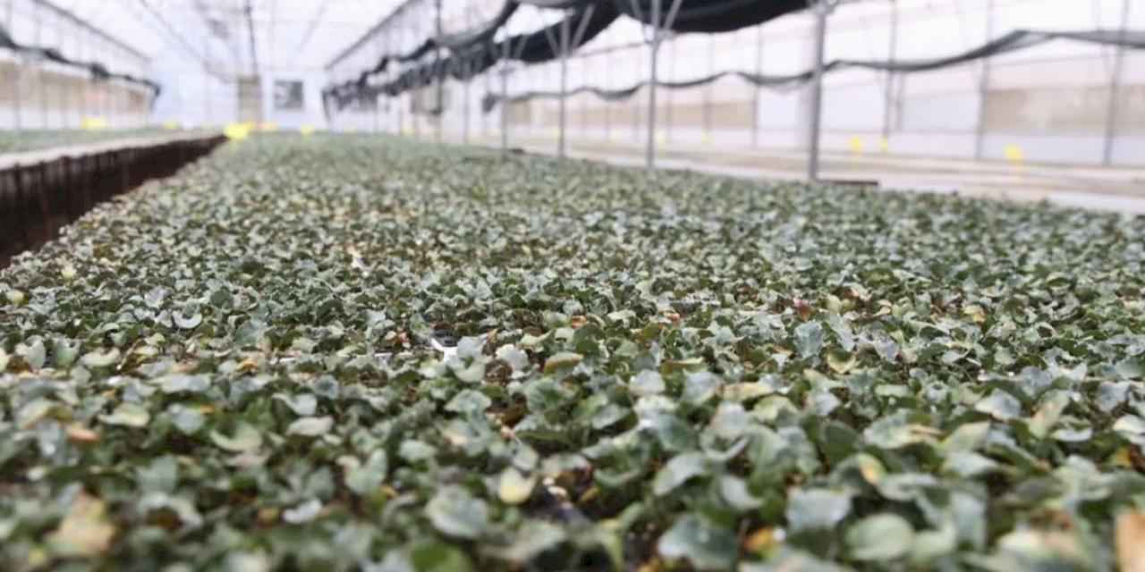 Ordu’da ilk kez üretildi: 200 bin  fide dağıtıma hazır