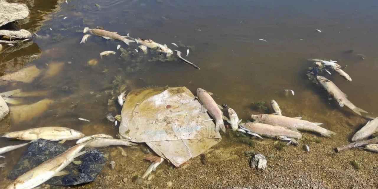 Bursa Yenişehir'de kuruyan derede yavru balıklar için umut oldular