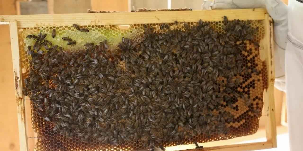 Artvin’de bal fiyatları belli oldu