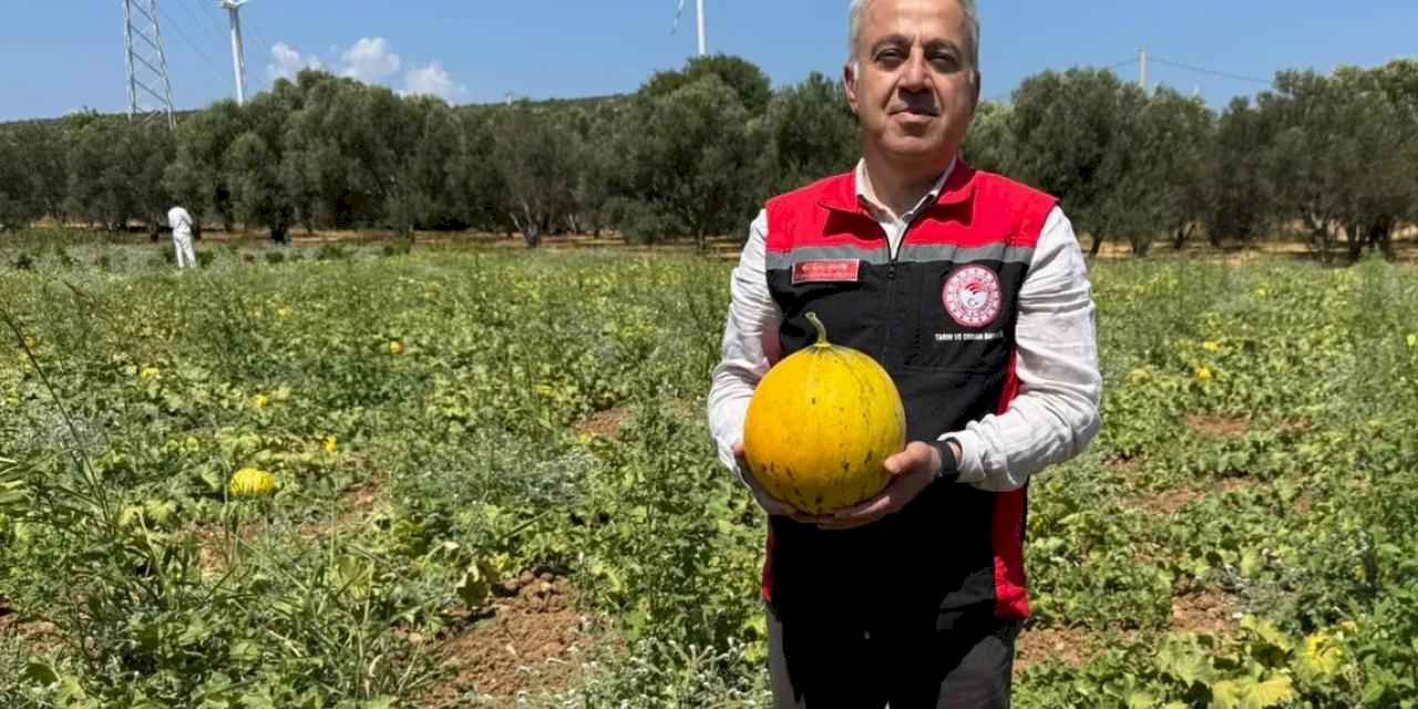 İzmir'in meşhur 'Çeşme Kavunu'nda hasat zamanı