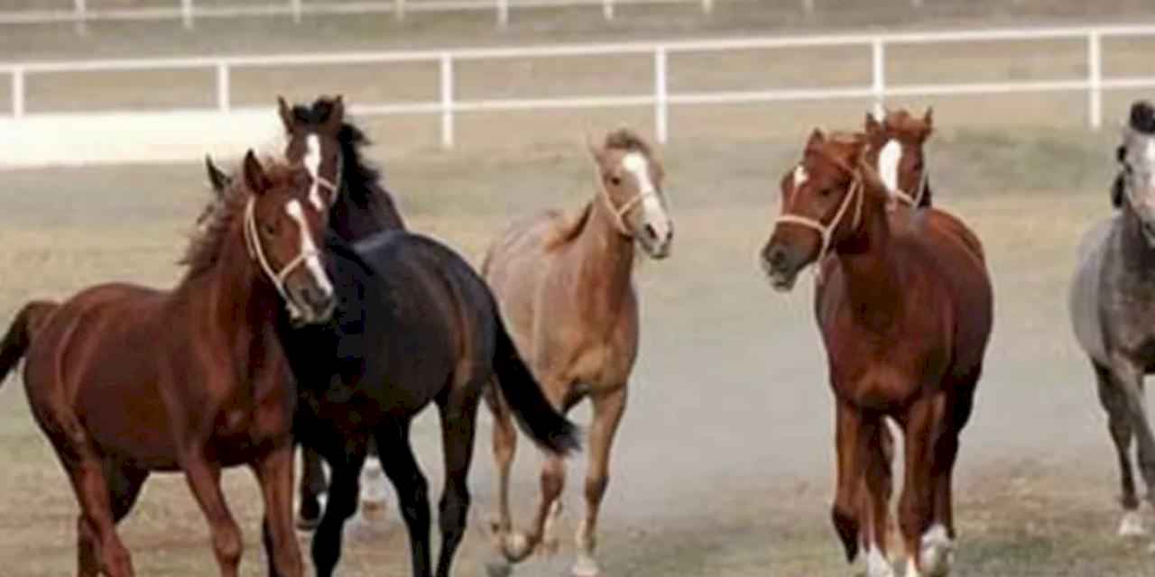 TİGEM şampiyon safkan Arap aygırı alacak