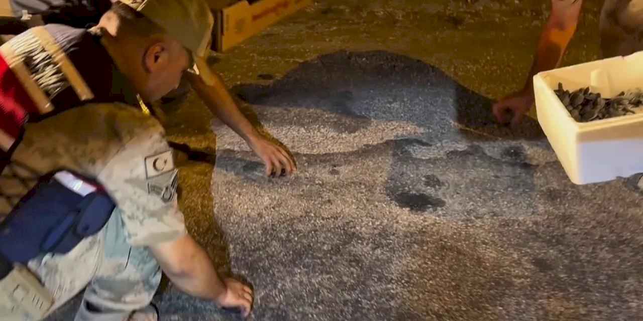 Samandağ’da yavru 'caretta caretta'lar Jandarma eliyle denize ulaştı