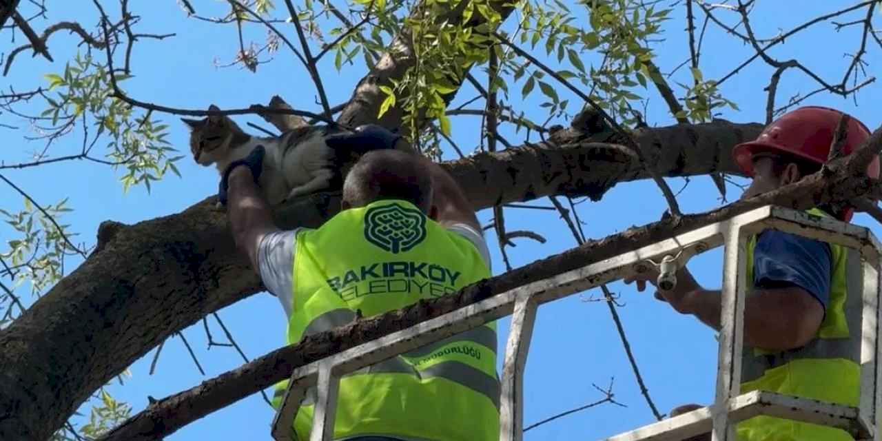 İstanbul Bakırköy'de üç gündür mahsur kedi kurtarıldı