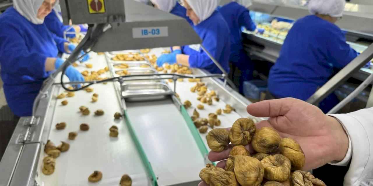 Kuru incir ihracatı 350 milyon doları aştı... İhracat için ilk gemiye hazırlanılıyor