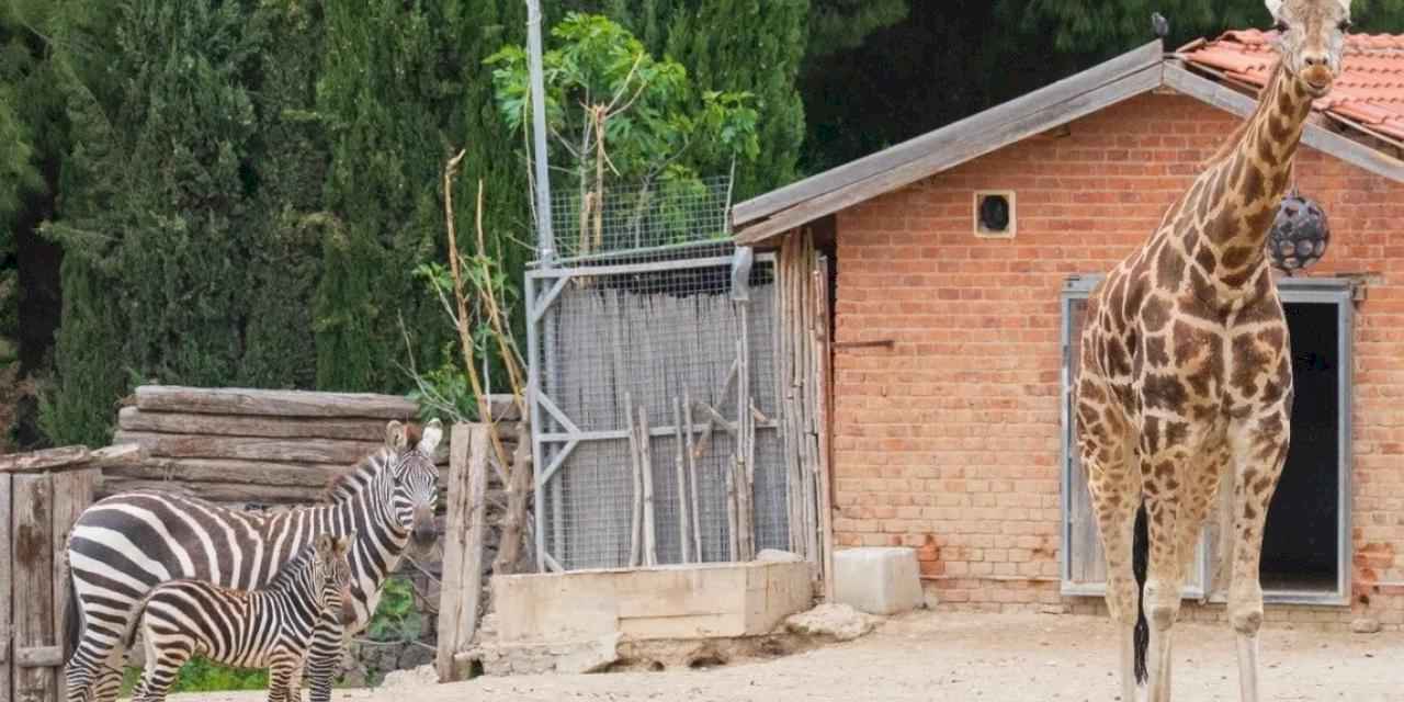 İzmir Doğal Yaşam Parkı'na 'kış' ayarı