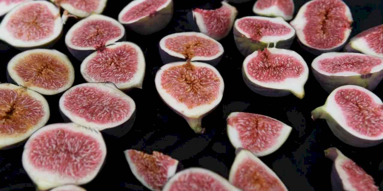 Bursa’nın dünyaca ünlü siyah incirleri Osmangazi’de yarıştı