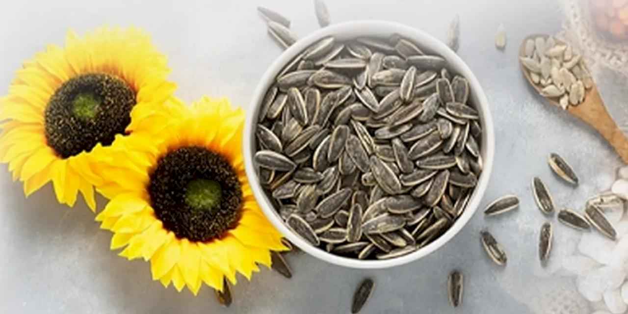 PAN-PA siyah çekirdek alımlarına başladı