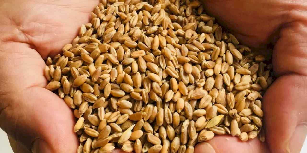 Muğla Milas'ta üreticilere karakılçık buğday tohumu