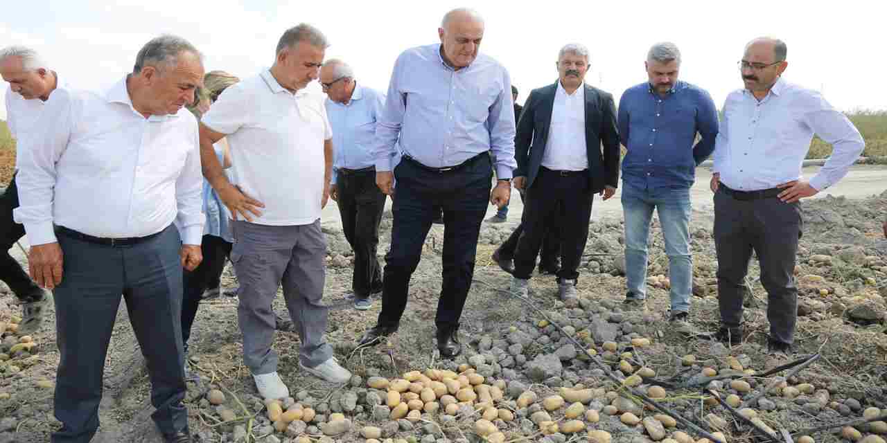 Yerli Patates Tohumu Müjdesi!