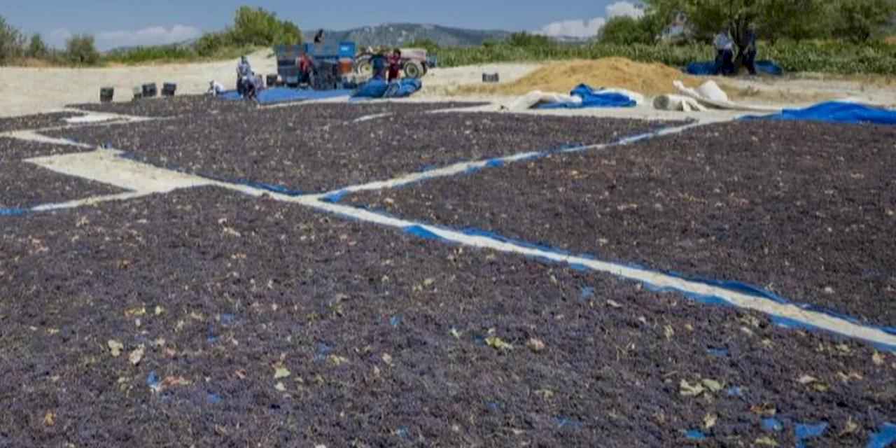 Coğrafi işaretle 'Gülnar Kuş Üzümü' değer kazandı