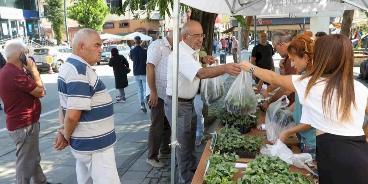 Ordu’da kışlık sebze atağı: 200 bin fide üreticiyle buluşuyor