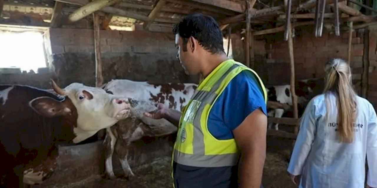 Denizli Büyükşehir’den üreticilere ücretsiz veterinerlik desteği