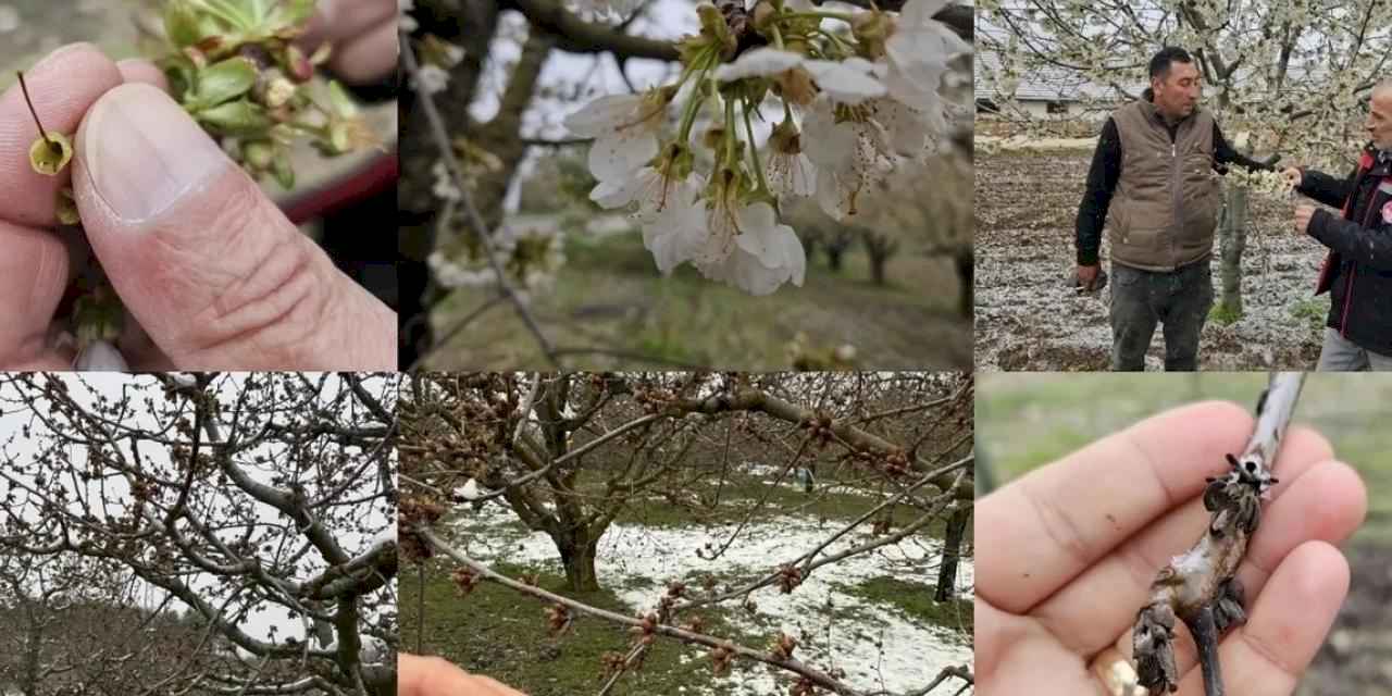 Zirai don mağduru çiftçilere destek müjdesi... 65 ilde 16 ürün için ödemeler başlıyor