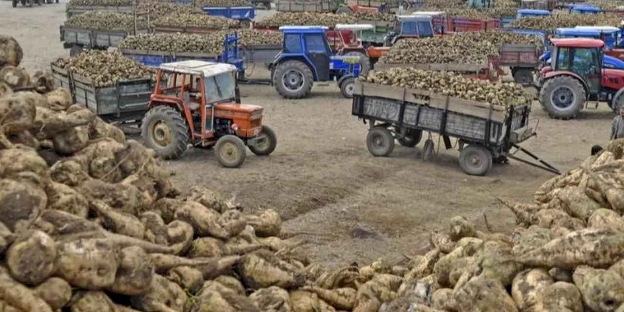 Ankara Şeker Fabrikası 14 bin ton pancar kuyruğu satacak