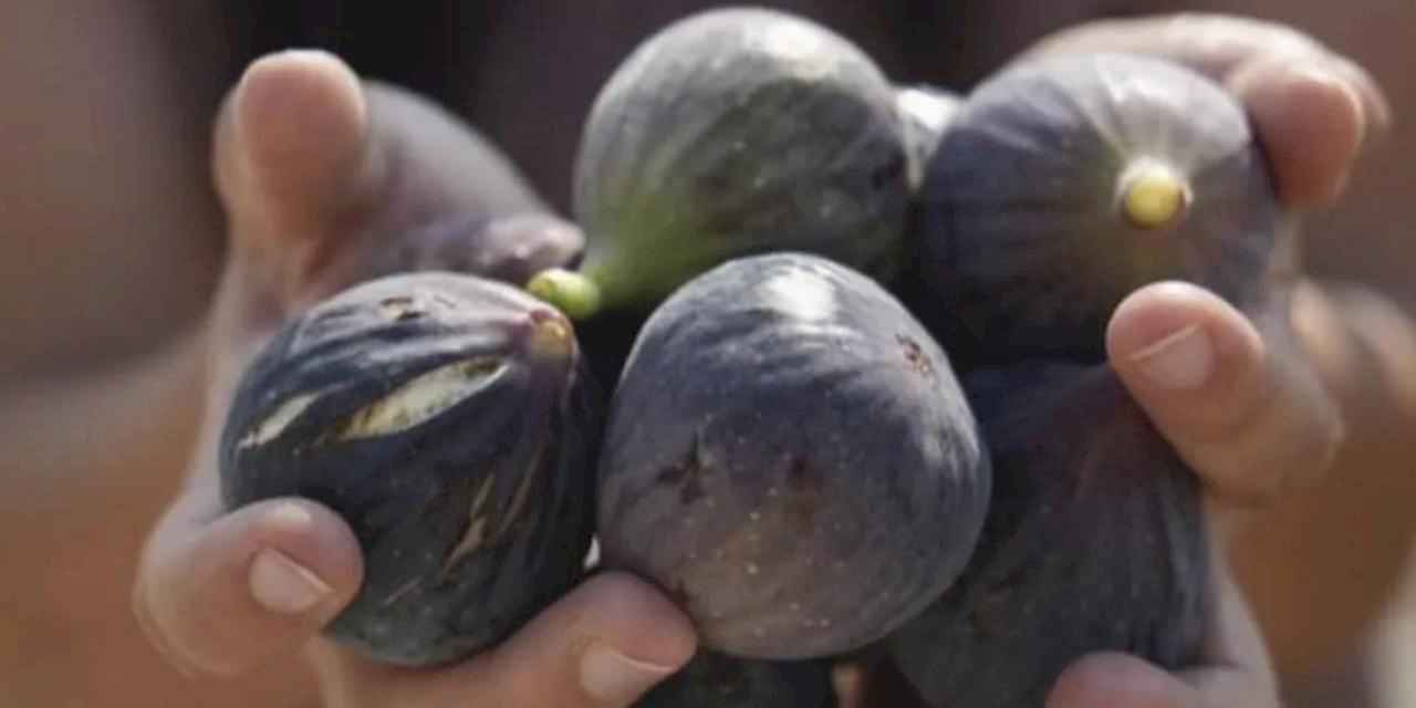 Mersin’de incir fidanları meyve vermeye başladı