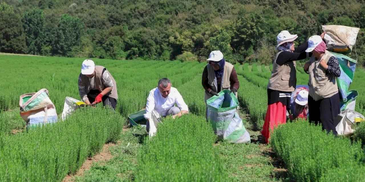 Kocaeli'de Büyükşehir destekliyor, üretim artıyor